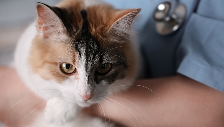 Young female doctor Veterinary with a three color cat on arms. medical equipment on background.