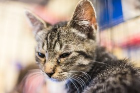 Portrait of one sad tabby kitten with eye infection in cage waiting for adoption