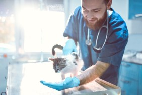 Male Vet Taking Care Of Cute Kitty