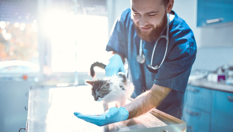 Male Vet Taking Care Of Cute Kitty