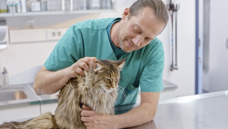 Male vet petting Maine Coon cat sitting on his exam table in office.