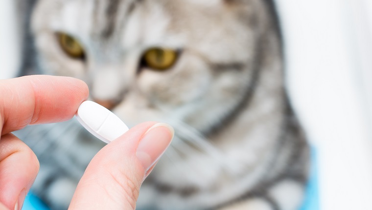 White tablet, possibly glucosamine, in a female hand on a background of a cat. Medicines and synthetic vitamins for animals. Veterinary care.