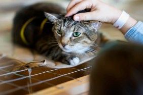 Afraid homeless alone cat with frightened look, lying on cage in shelter waiting for home, for someone to adopt him. Girl volunteer tries to calm and support the kitten, , caressing