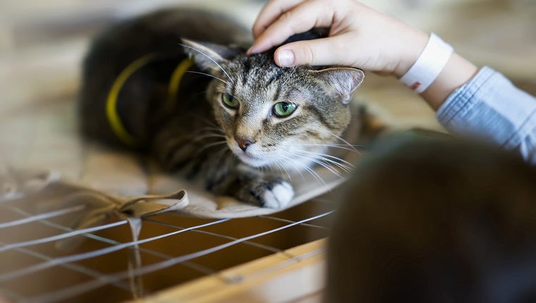 Afraid homeless alone cat with frightened look, lying on cage in shelter waiting for home, for someone to adopt him. Girl volunteer tries to calm and support the kitten, , caressing