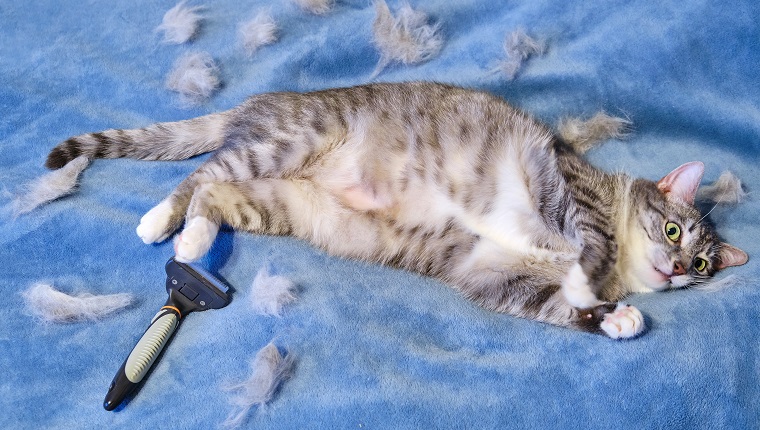 Shreds of wool after combing the cat's hair. Angry cat on the bed next to the hairbrush