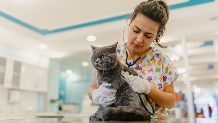 Veterinarian examining cat