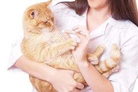 Portrait of a beautiful woman holding red cat, isolated on a white background