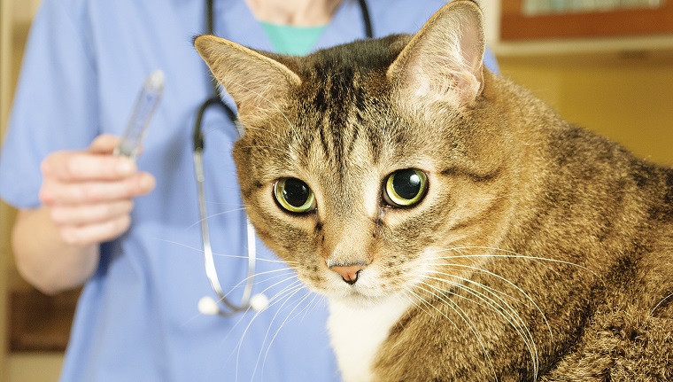 Sick tabby cat has an examination by a veterinarian at a clinic