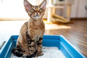 Obedient Devon Rex Cat Sitting in Litter Box in Living Room