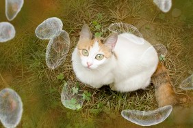 Toxoplasma gondii awareness conceptual image. 3D illustration showing Toxoplasma gondii tachyzoites and the cat which is the definitive host of parasites