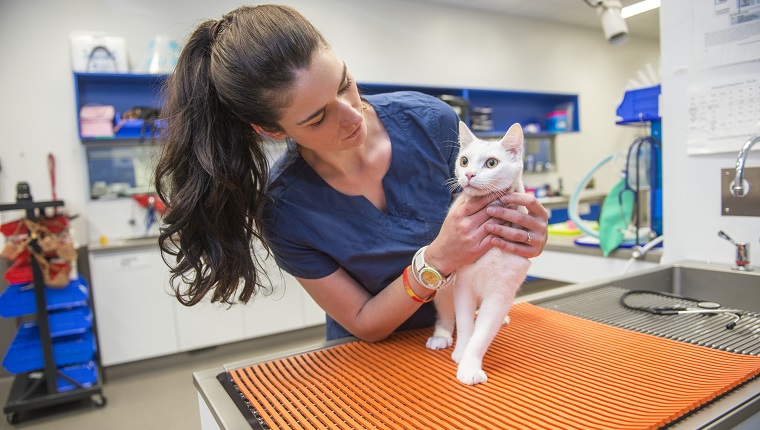 Female veterinarian examining a cat