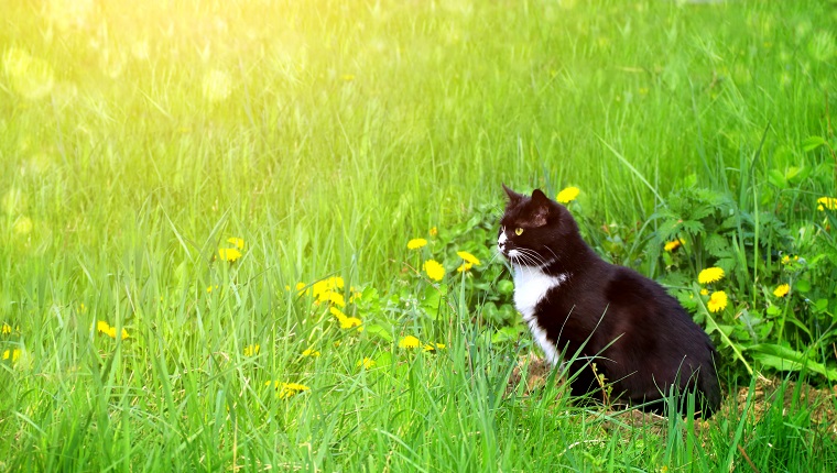 Cute black and white cat on summer lawn. Horizontal sunny background with kitty, green grass and dandelions. Copy space for text