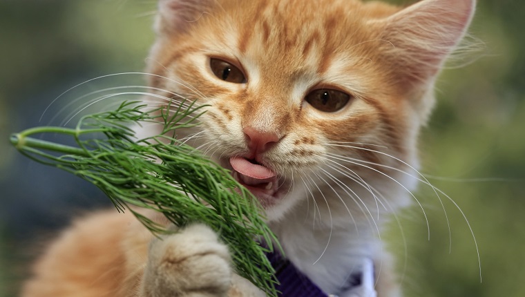 redhead little kitten eats dill