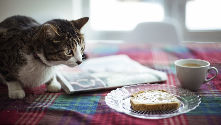 animal, domestic cat, breakfast. toasted bread