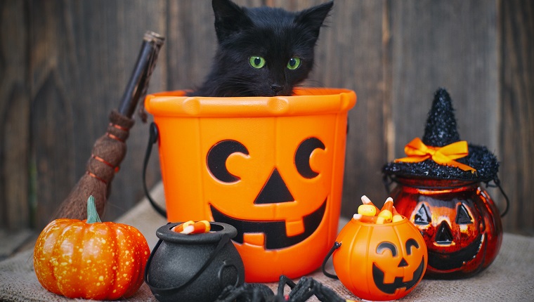 Halloween pumpkin and black cat on wooden background