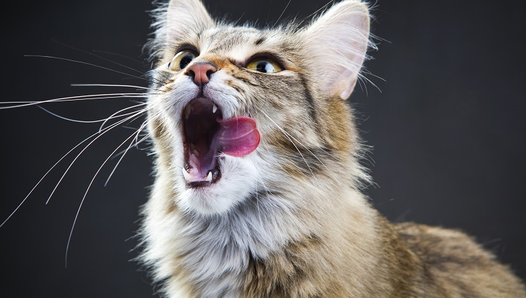 Portrait of a cat on a dark background