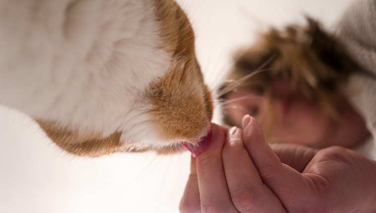 A blonde woman feeds her pet, ginger cat a treat. Taken from below.