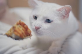 Young white cat with two different colored eyes, being held by woman and curiously sniffing fork of human food.