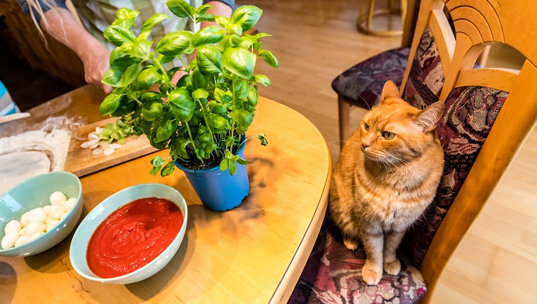 A woman preparing homemade pizza in the kitchen, Slovenia, Europe. Ginger cat sitting on the chair and watching.