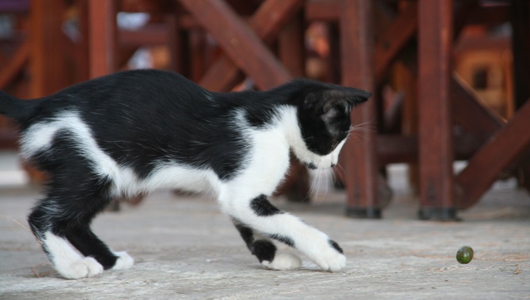 Kitten playing with an olive in a greek restaurant