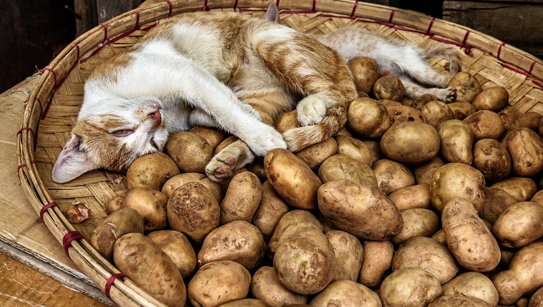 Adorable cat sleeping in a basket of fresh new potatoes