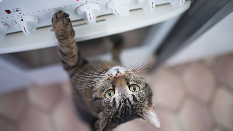 tabby shorthair cat reaching for buttons on the oven in the kitc hen