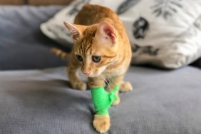 CAT, KITTEN, INJURED CAT, ANIMAL, PET LOVE