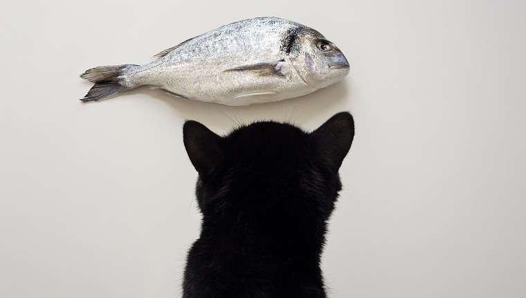 Cat and fish