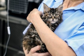 Mid adult woman working as a veterinary, taking care of a cat. Unrecognizable Caucasian brunette.