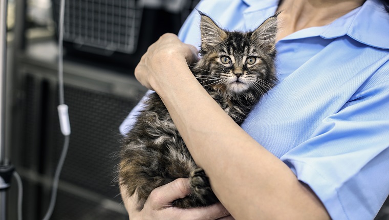 Mid adult woman working as a veterinary, taking care of a cat. Unrecognizable Caucasian brunette.