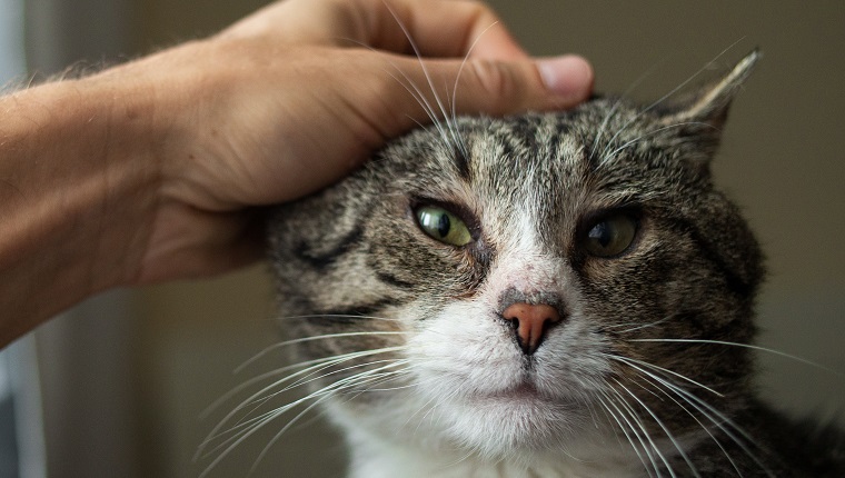 Faceless male owner patting cute elderly gray cat at home