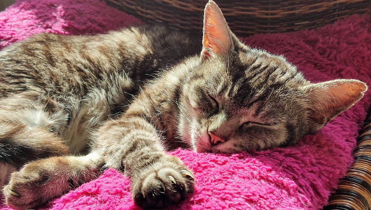 Cat on a pink pillow