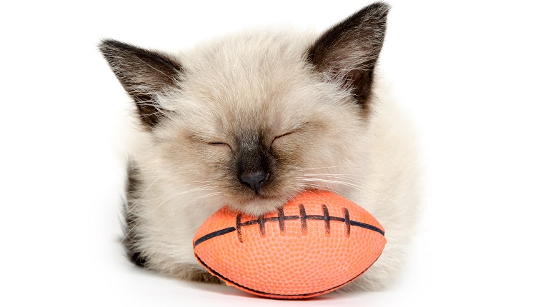 Cute baby cat laying its head on a football and taking a nap on white background