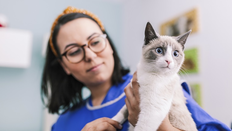 Woman Holding Cat At Animal Hospital