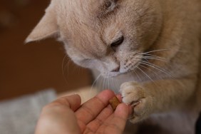 close up a red British cat pulls a pad of dry food with a clawed paw from the fingers of a woman's hand