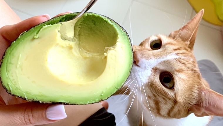 Taken on Mobile Device avocado for breakfast and ginger cat