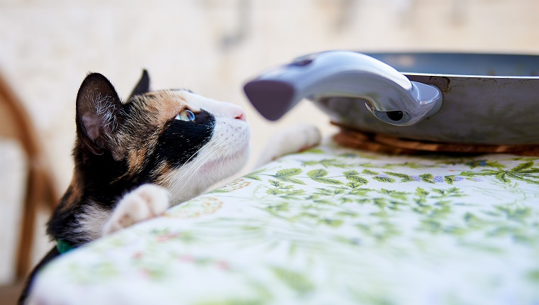 Cat Looking At Cooking Pan On Table