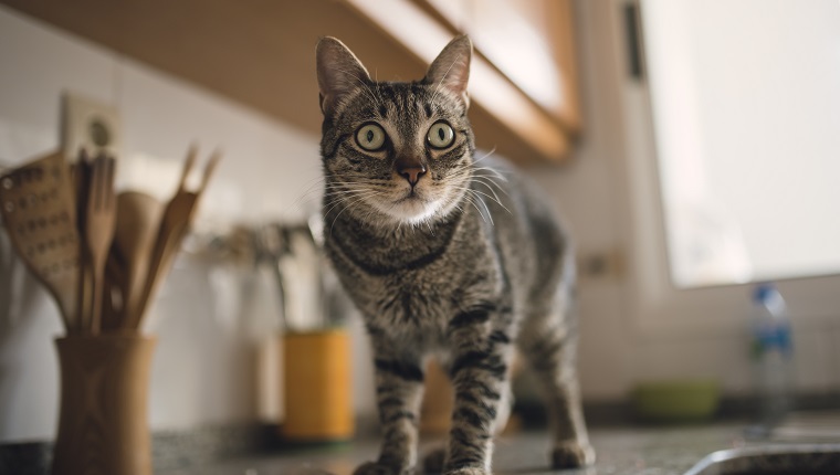 Spain, Tabby cat portrait at home