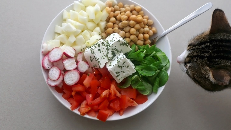 Curious cat looking at a bowl of salad. Top view.