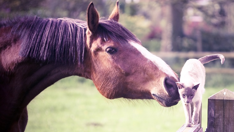 Horse in field, sniffing siamese cat on gate post.