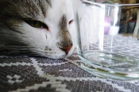 Close-Up Of Cat In Water