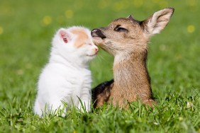 Fawn and kitten sitting on grass