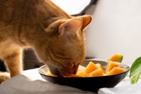 Yellow cat looking cantaloupe melon on white background