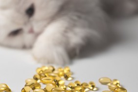 Several capsules of fish oil. Curious cat in the background. White and yellow colors