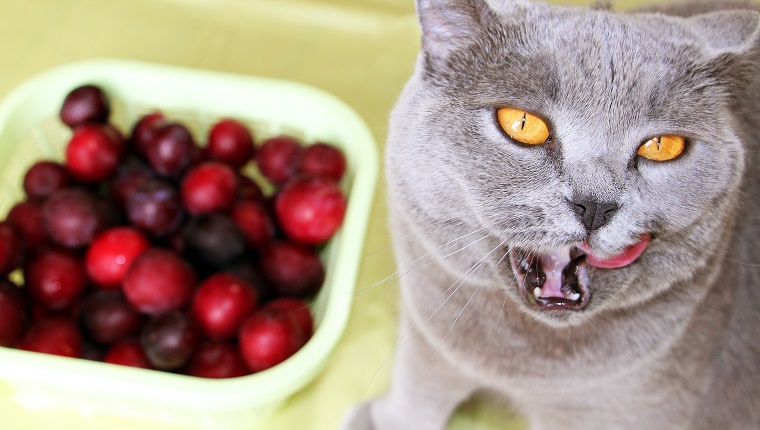 A domestic cat that loves to eat fruits and berries.