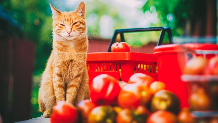 Red fluffy cat with fresh tomatos