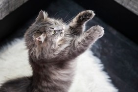 Cat standing on two legs and trying to get a butterfly toy.