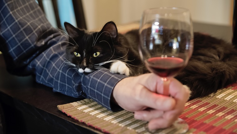 No way this cute 6 months cat will be left alone at happy hour. It is resting on owner’s arm. Man holding a glass of wine. Horizontal indoors shot.