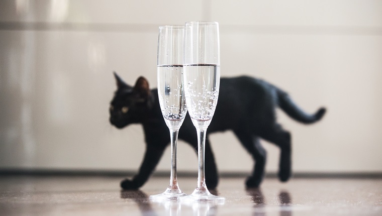 Black cat and champagne. Good luck concept