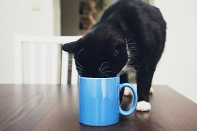 Domestic life with pets. Curious cat on the table drinking from mug.